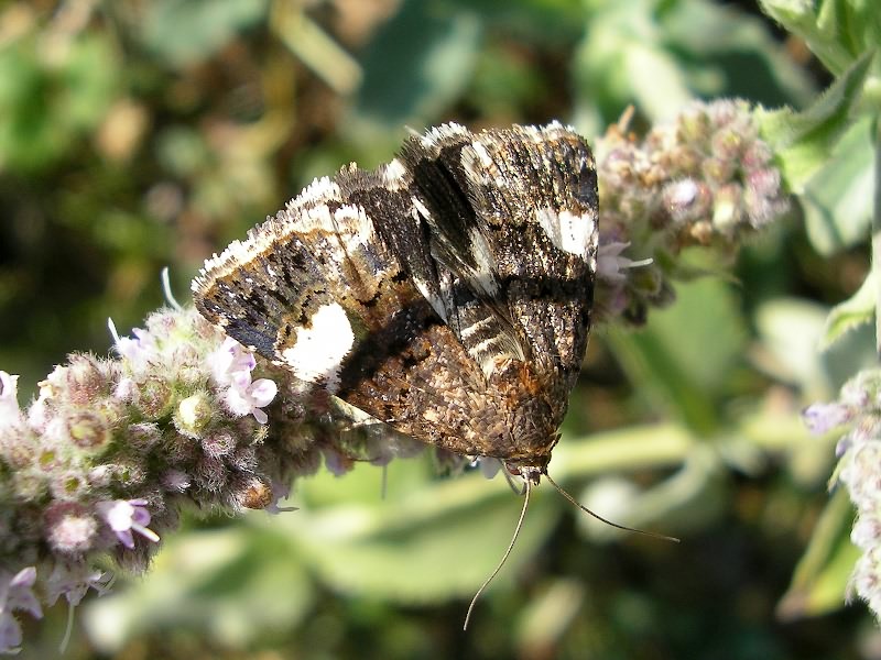 Tyta luctuosa (Denis & Schiffermuller, 1775)